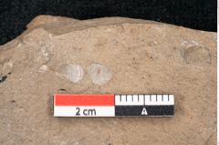 Foto (Detailansicht) von Araucaria sternbergii Goeppert (NHMW-GEO-2024-0188-8274)